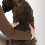 Workshop-hondenmassage.jpg